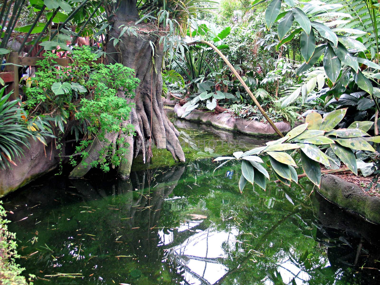 Display of the rainforest landscape