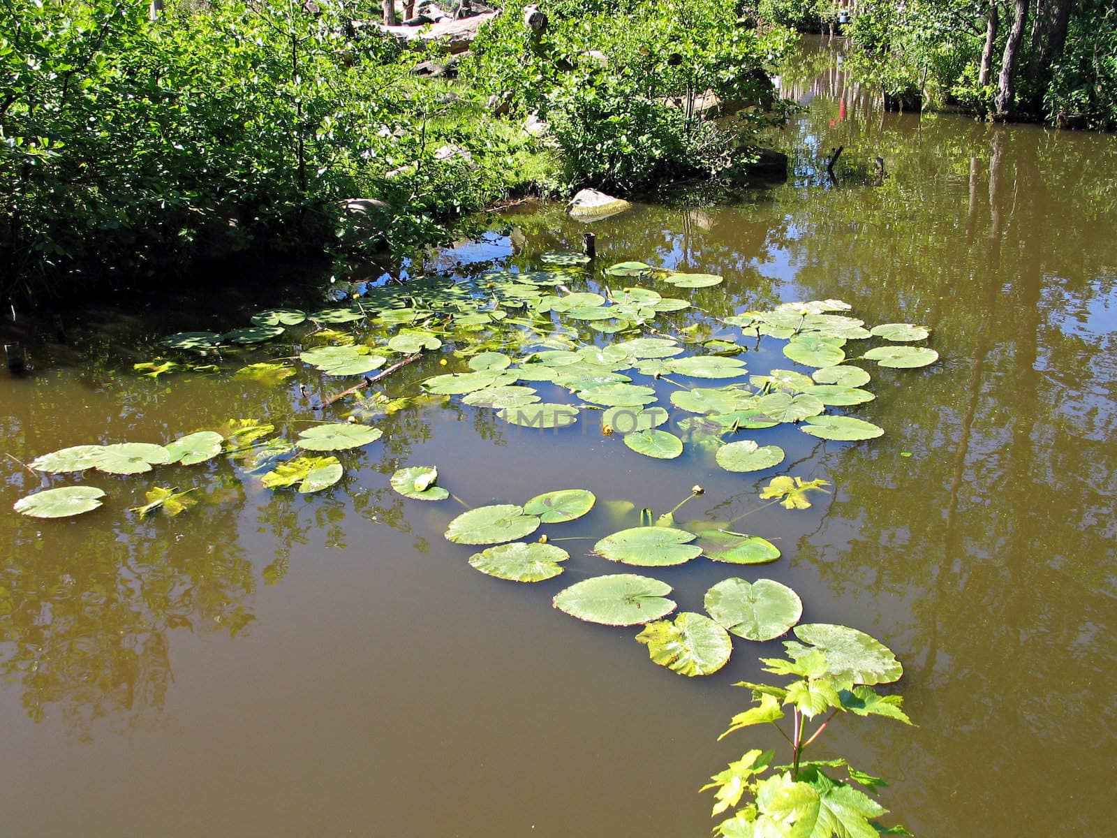 Water lilies in a lovely yard garden pond
