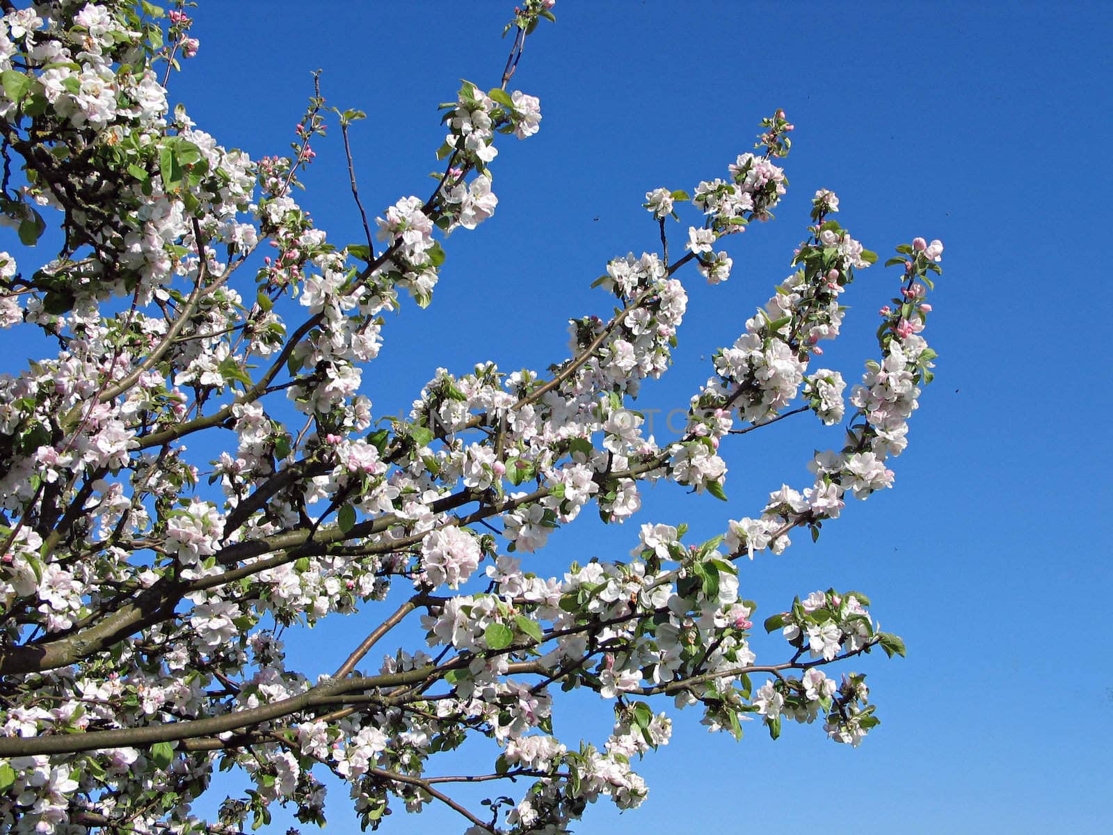Blooming apple tree branches - Beautiful Apple blossom
