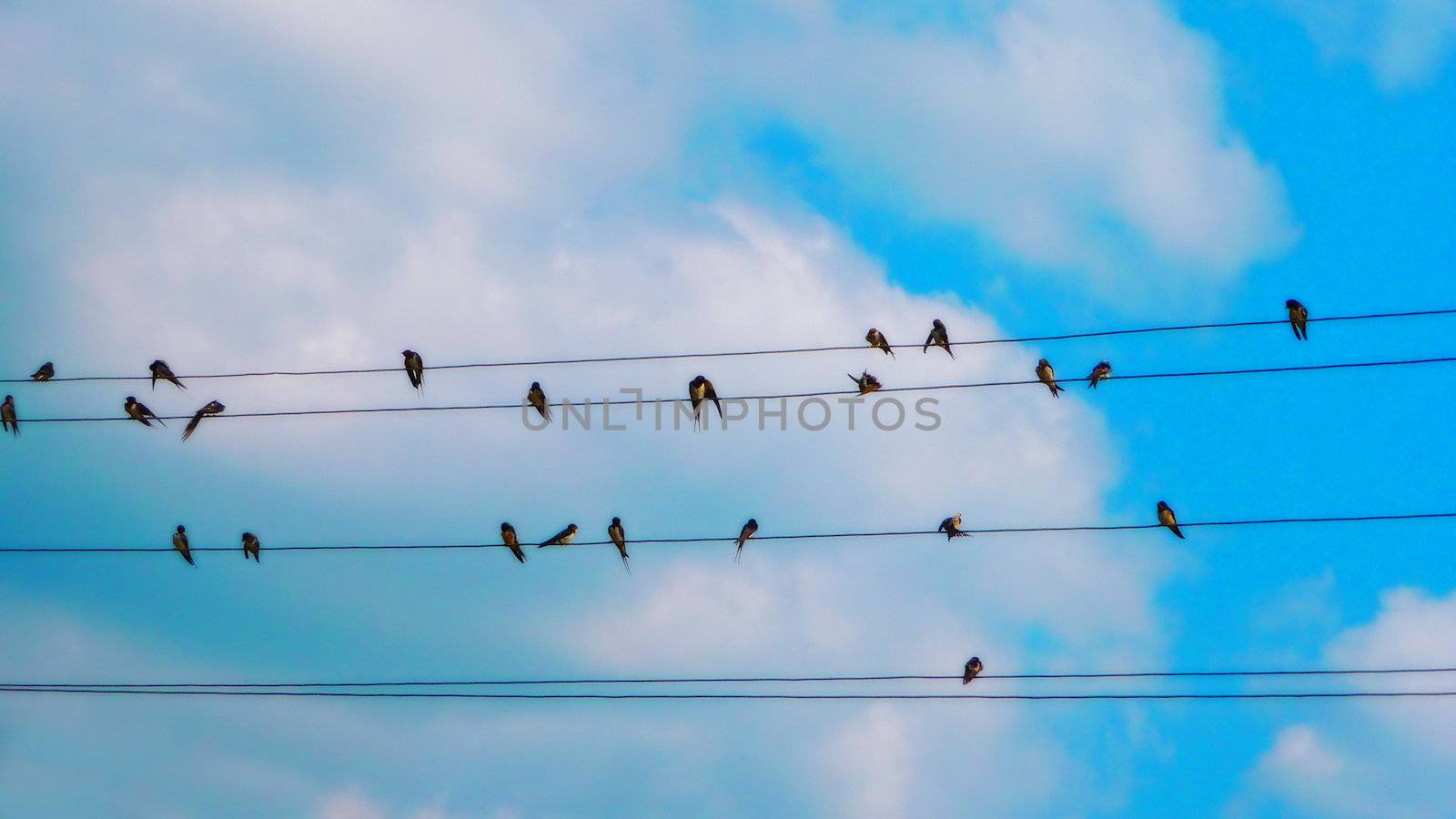 Birds on a wire by samum