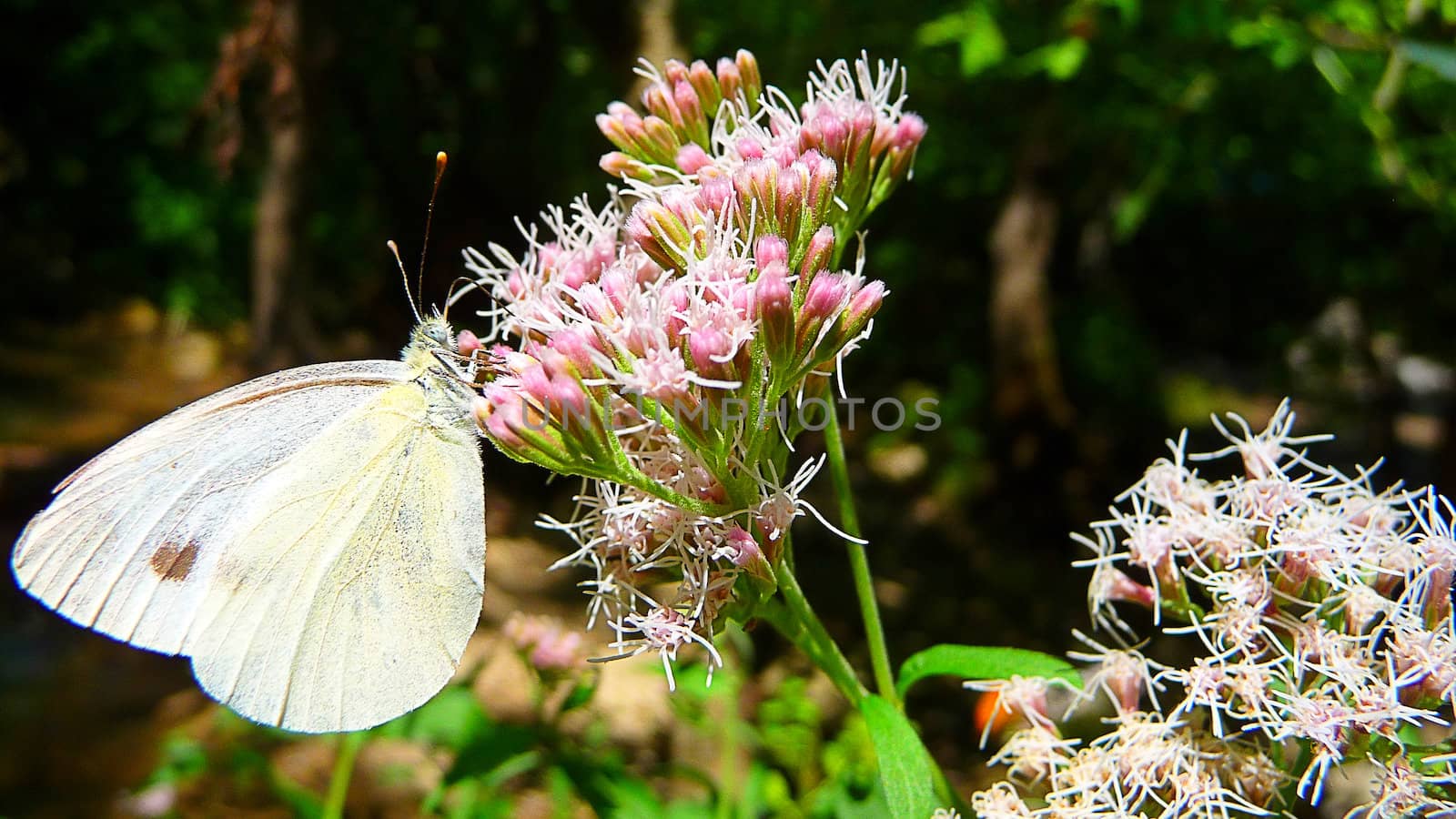 A white butterfly sits on a flower