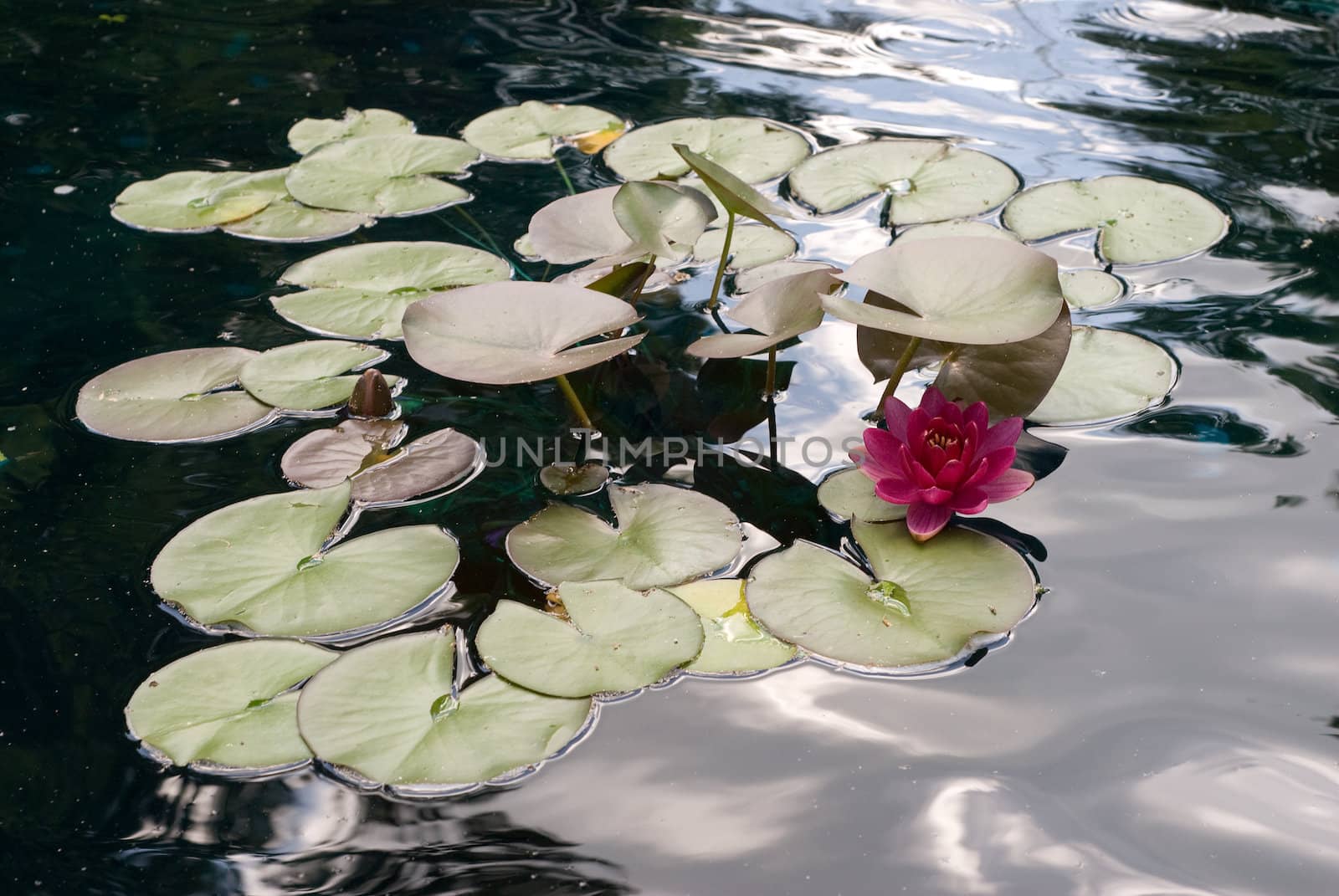 Multiple water lillies floating on the water