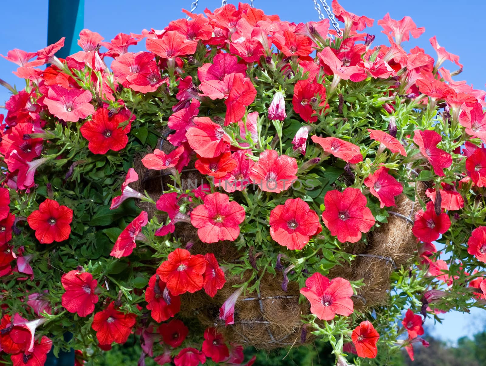 A basket of red flowers shot during the day