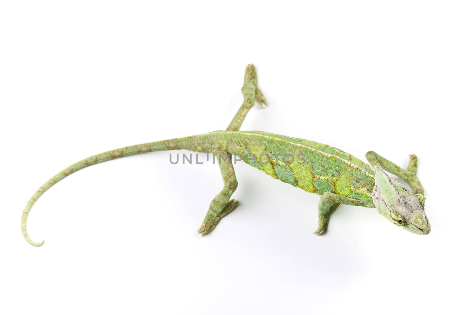 Close-up of big chameleon sitting on a white background