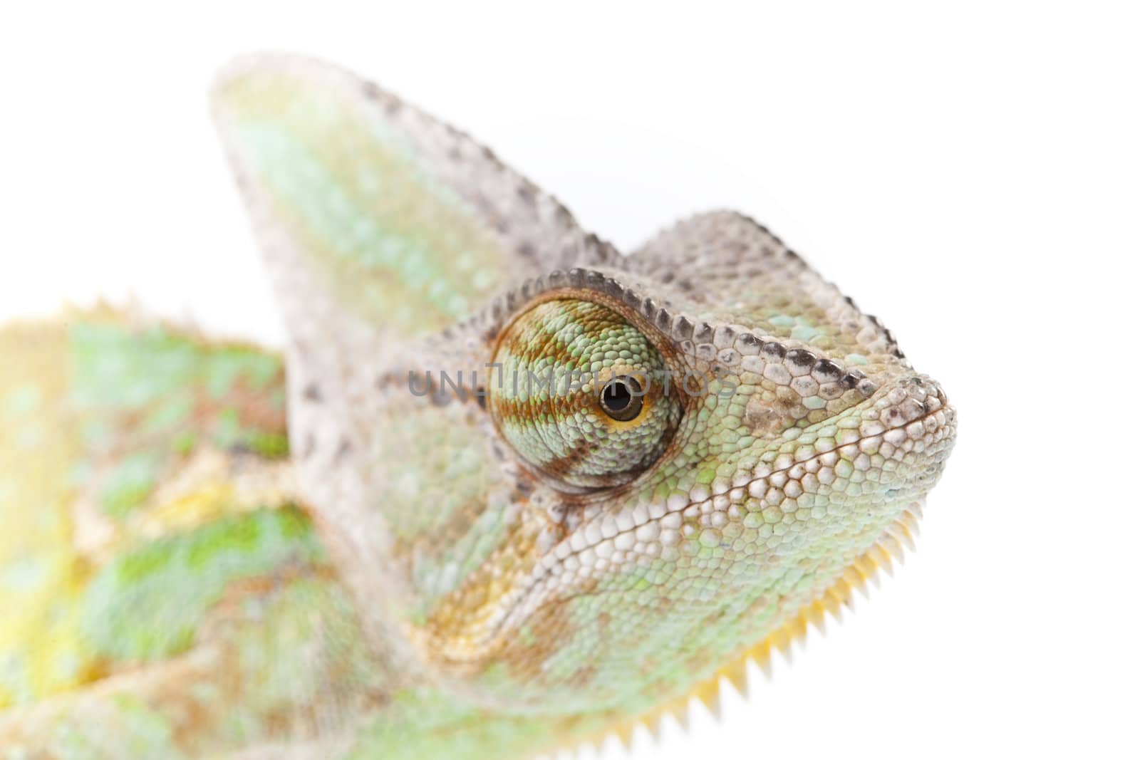 Close-up of big chameleon sitting on a white background