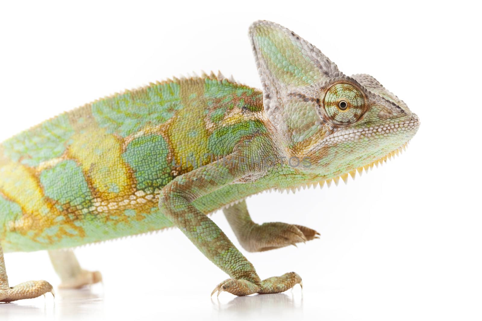 Close-up of big chameleon sitting on a white background