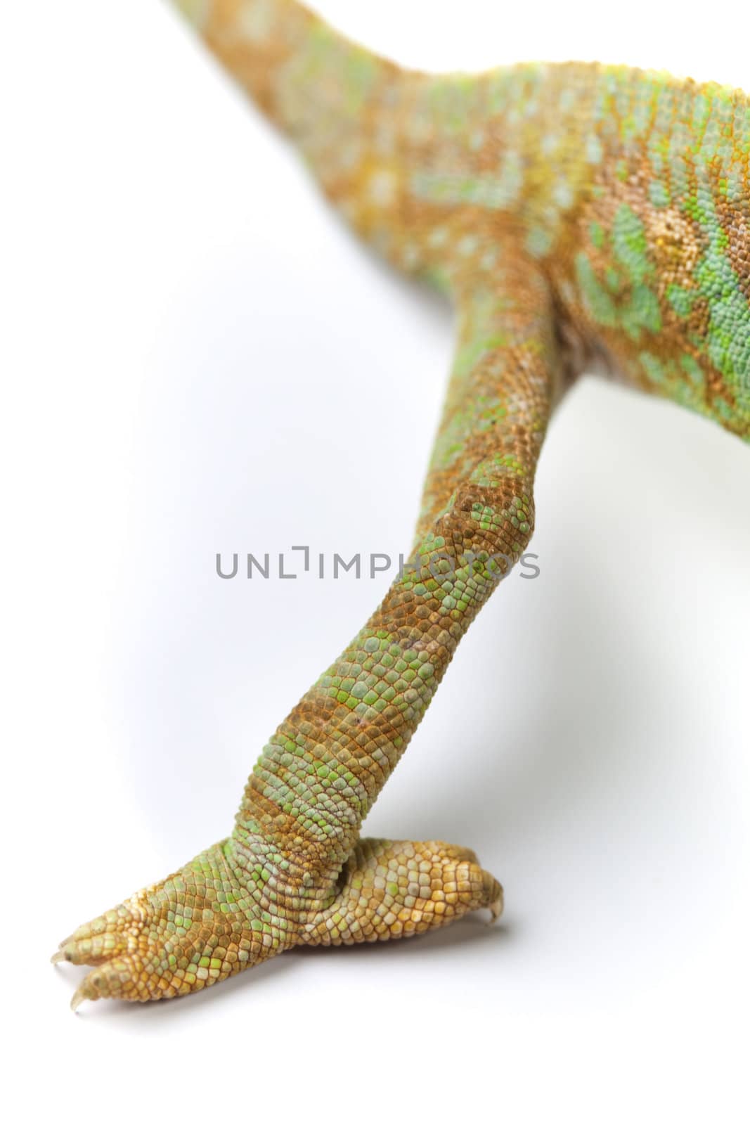 Close-up of big chameleon sitting on a white background