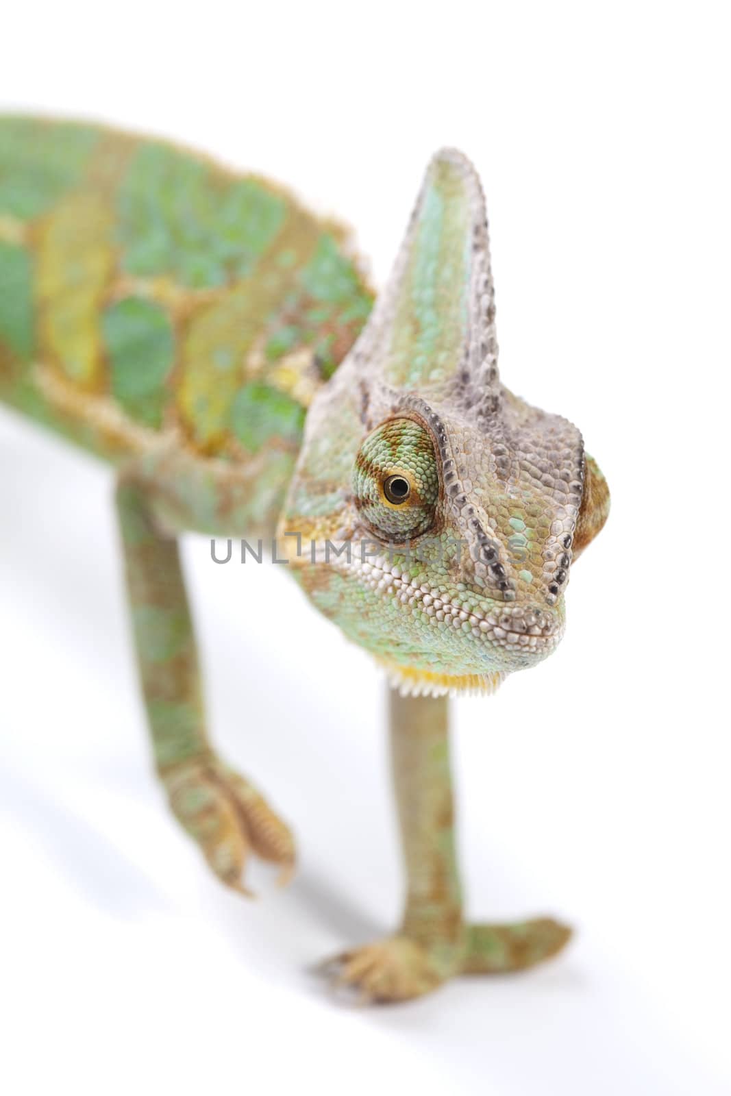 Close-up of big chameleon sitting on a white background