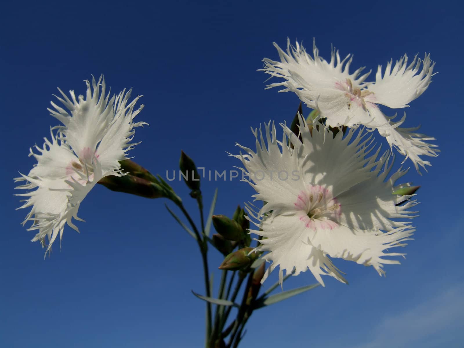 White flowers  