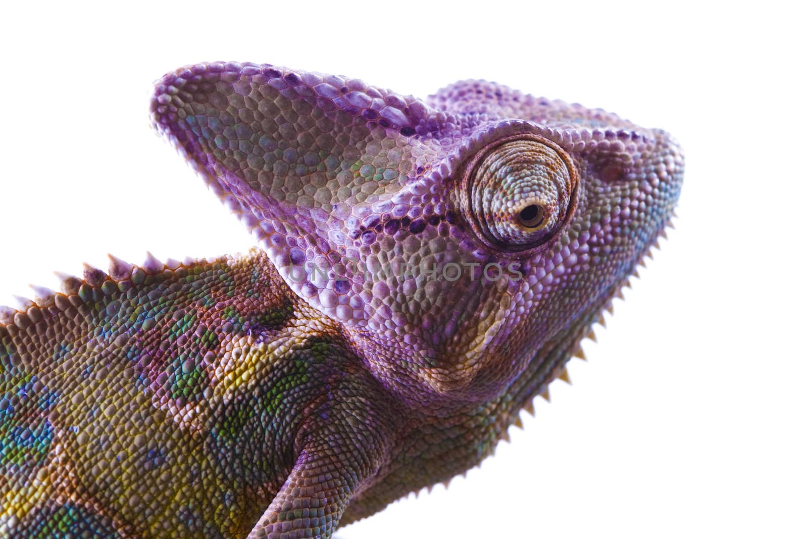 Close-up of big chameleon sitting on a white background