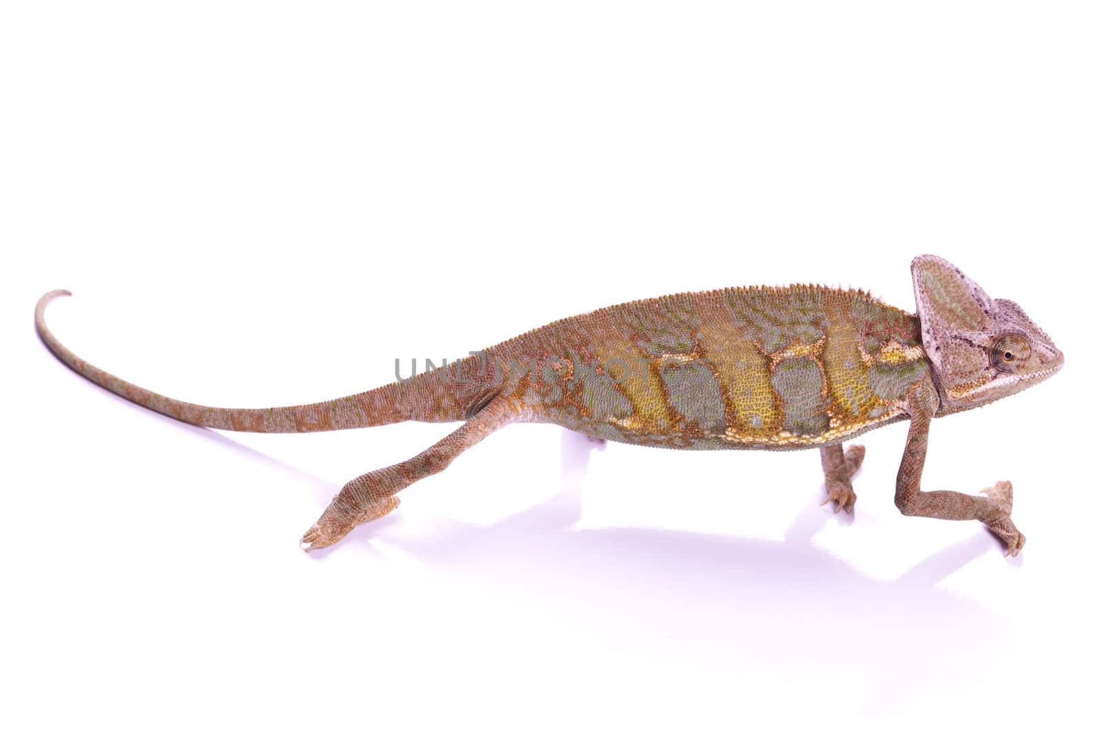 Close-up of big chameleon sitting on a white background