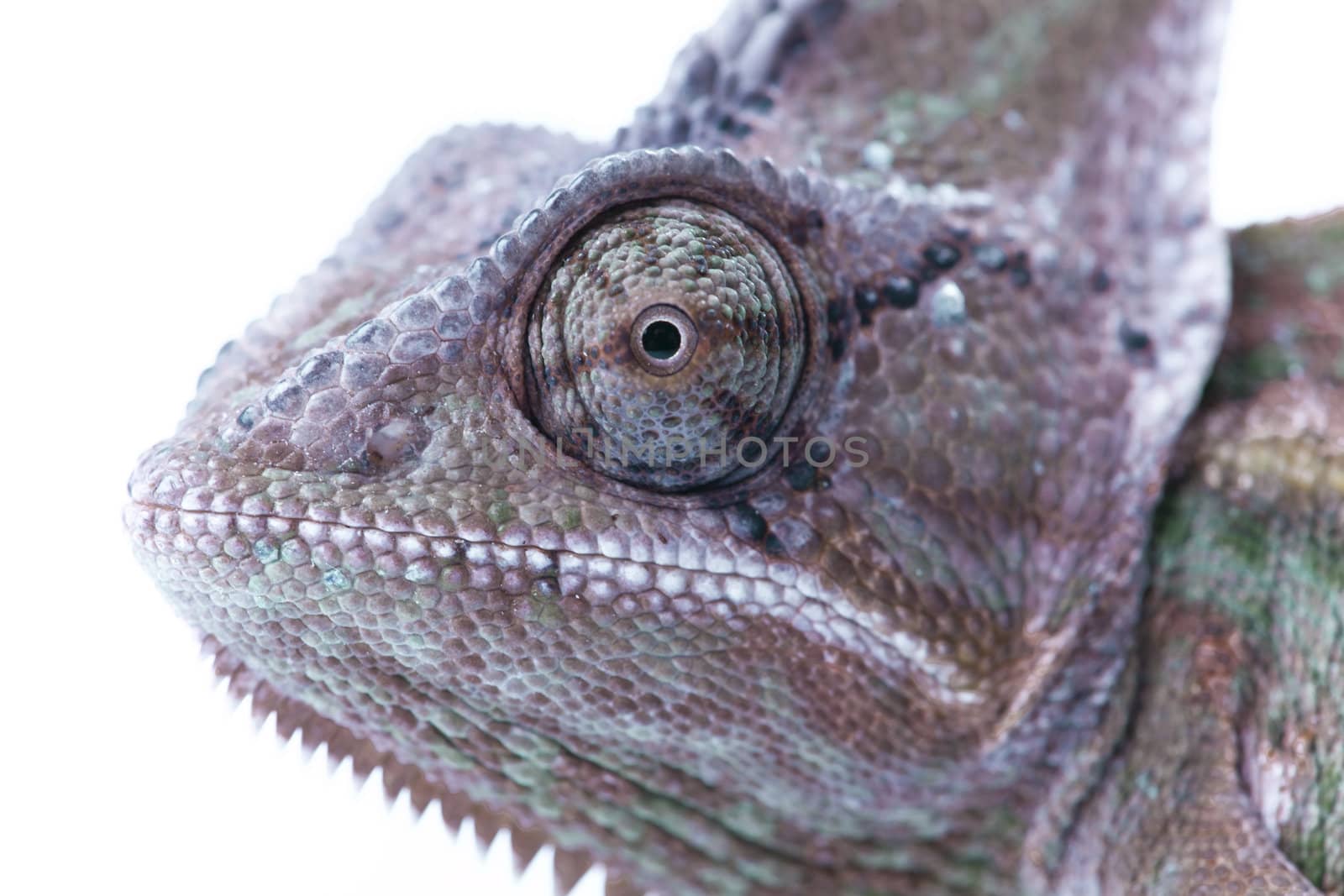 Close-up of big chameleon