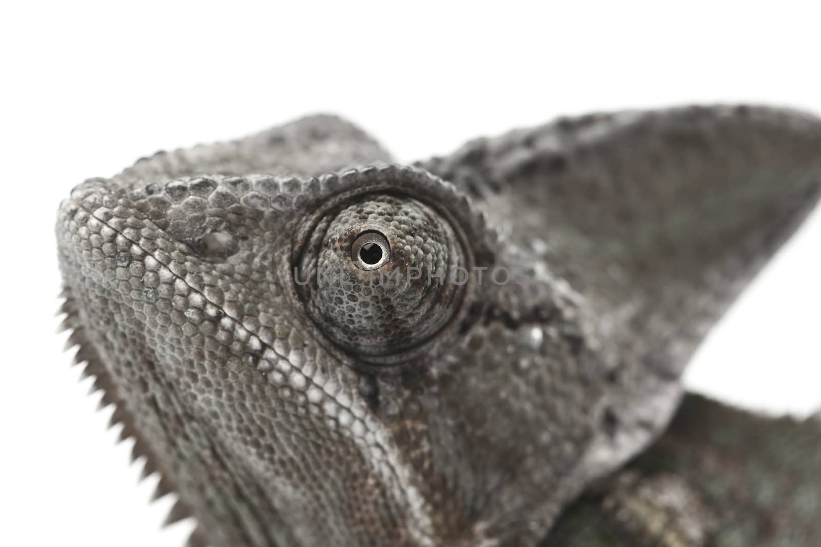 Close-up of big chameleon