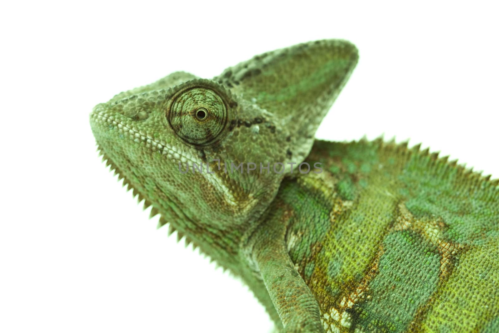 Close-up of big chameleon sitting on a white background