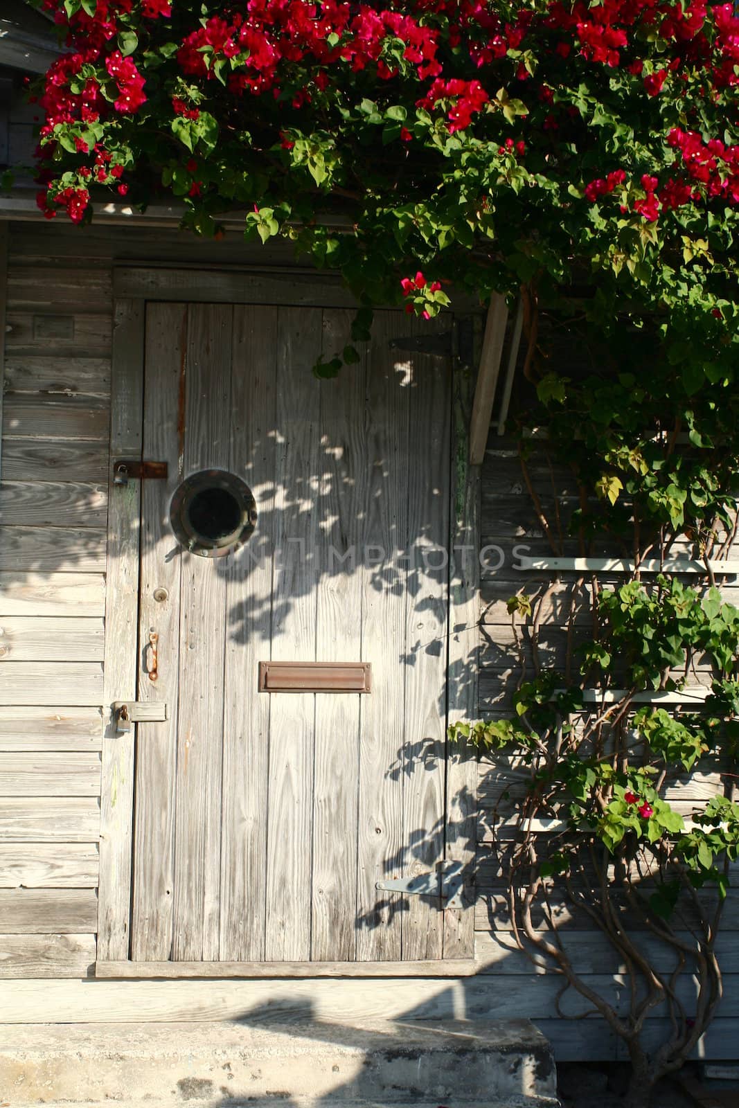 An old wooden door accented with tropical foliage.