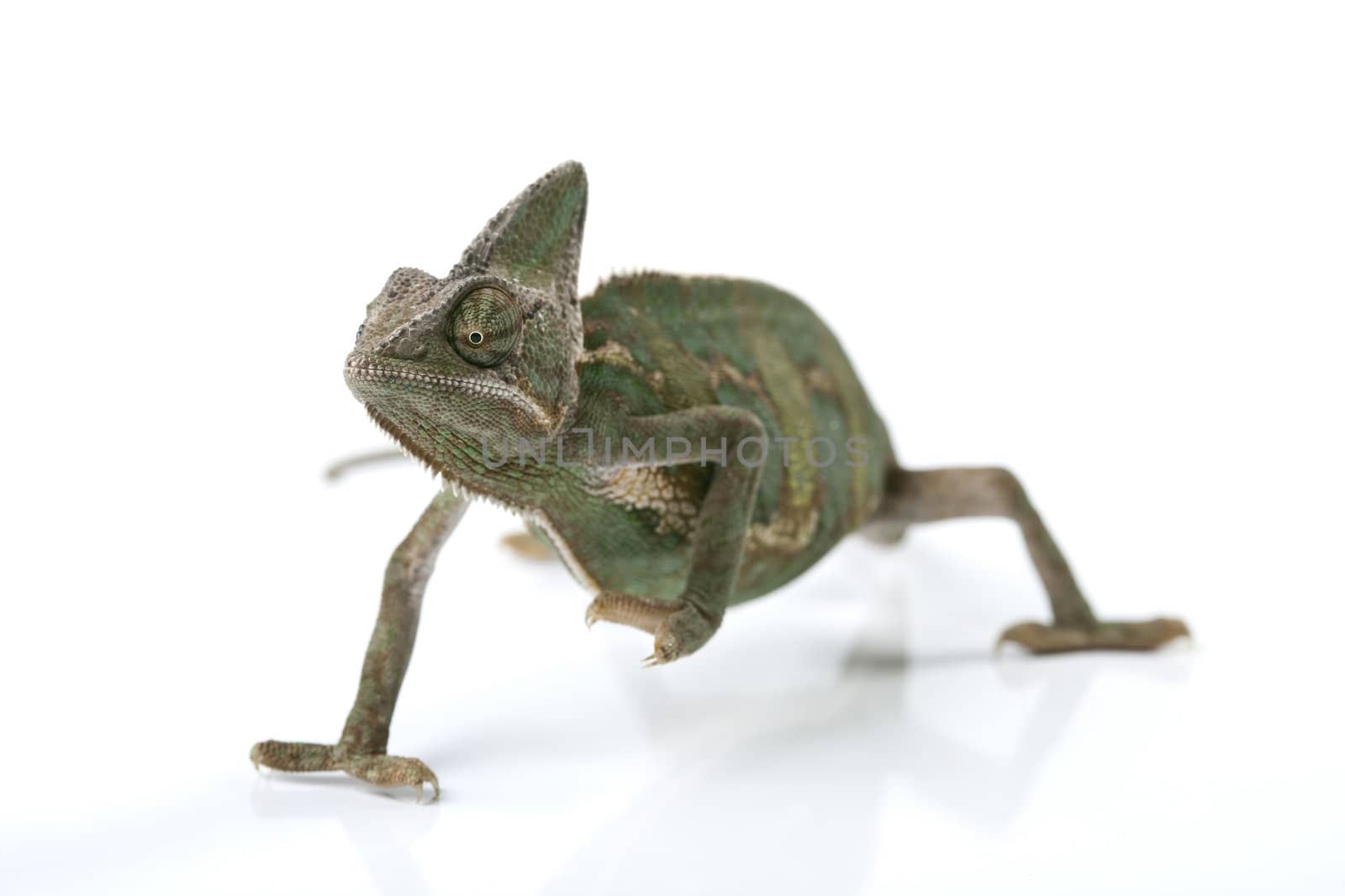 Close-up of big chameleon sitting on a white background