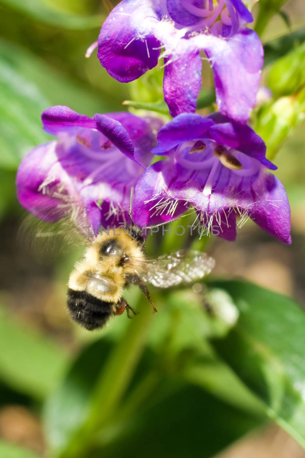 A bumble bee collecting pollen from a blue flower