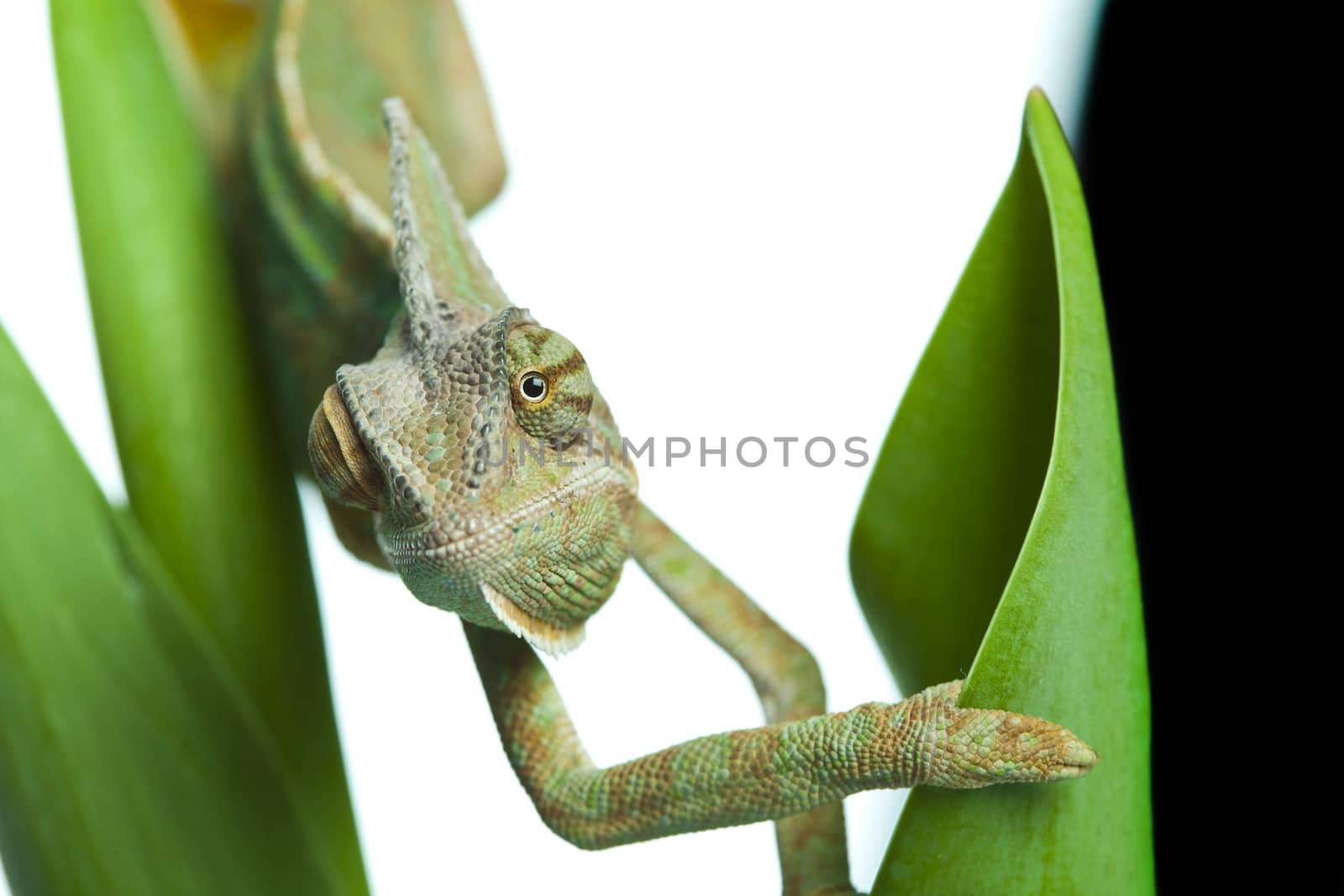 Beautiful big chameleon sitting on a flower