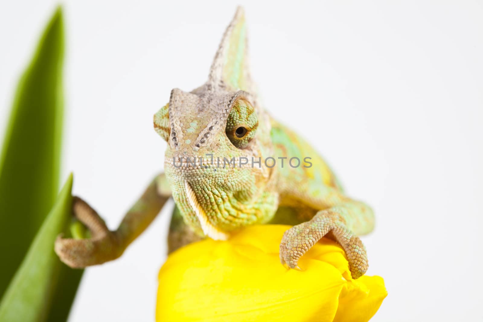 Beautiful big chameleon sitting on a flower