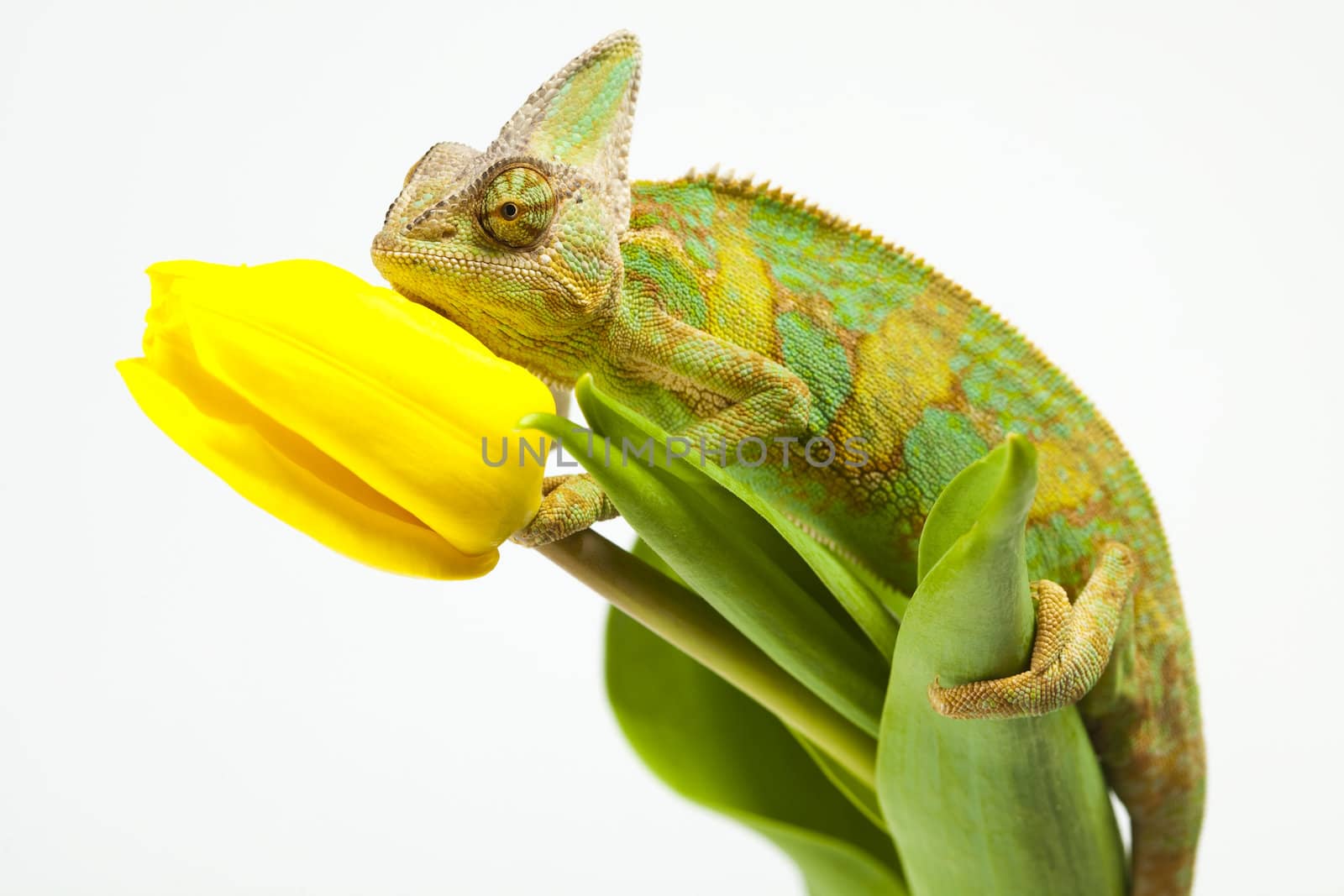 Beautiful big chameleon sitting on a tulip