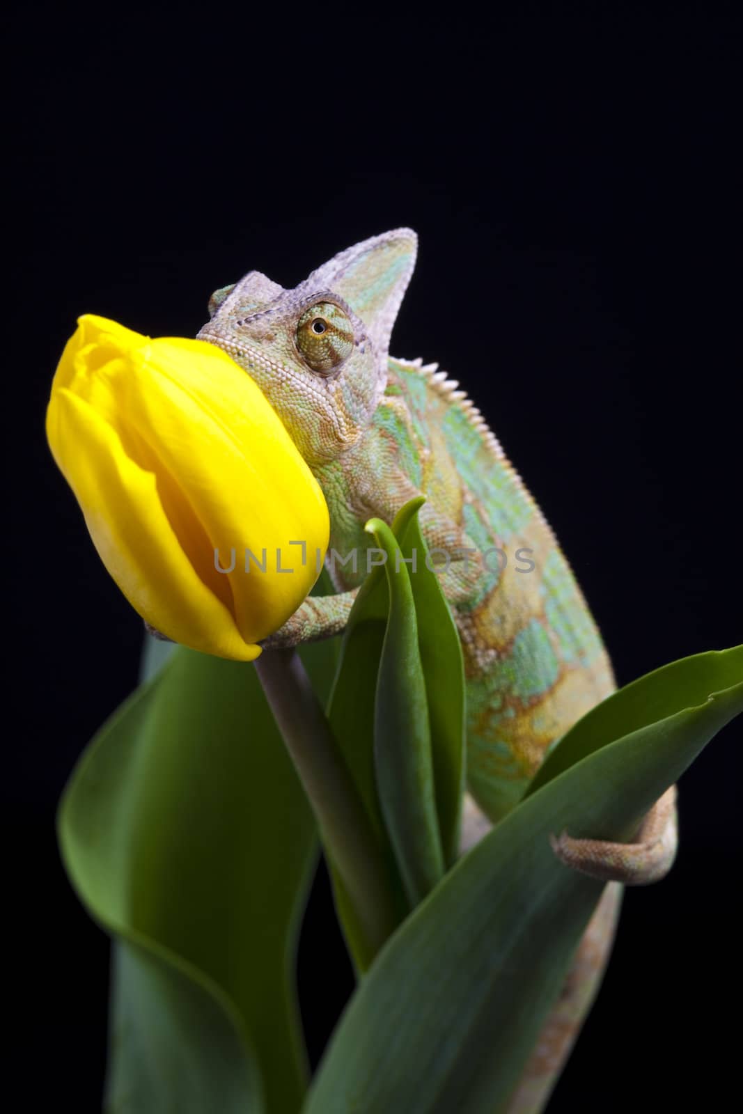 Beautiful big chameleon sitting on a tulip