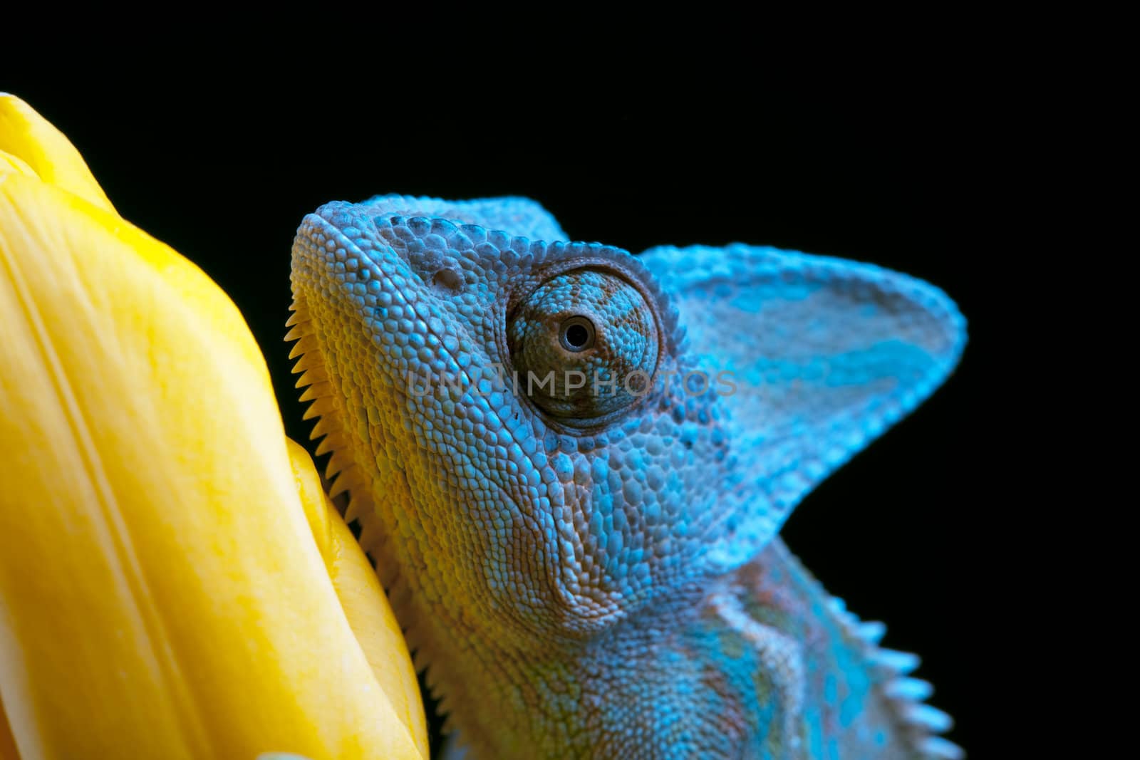 Beautiful big chameleon sitting on a tulip