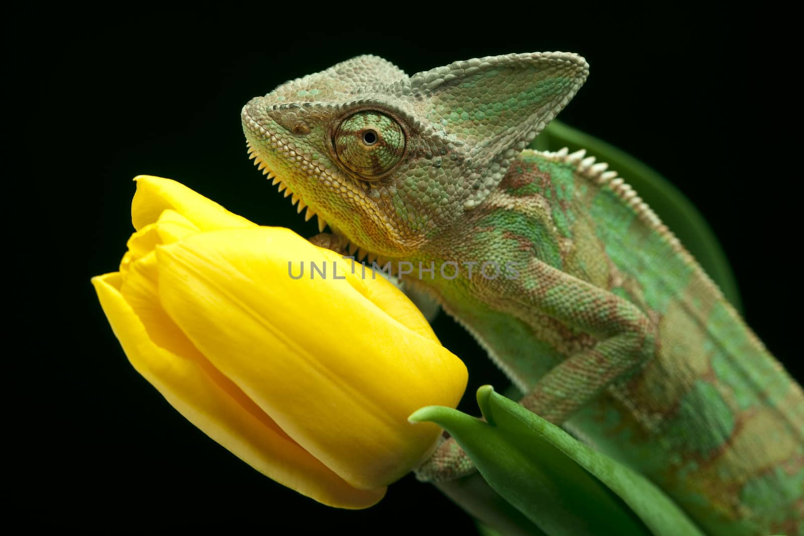 Beautiful big chameleon sitting on a tulip