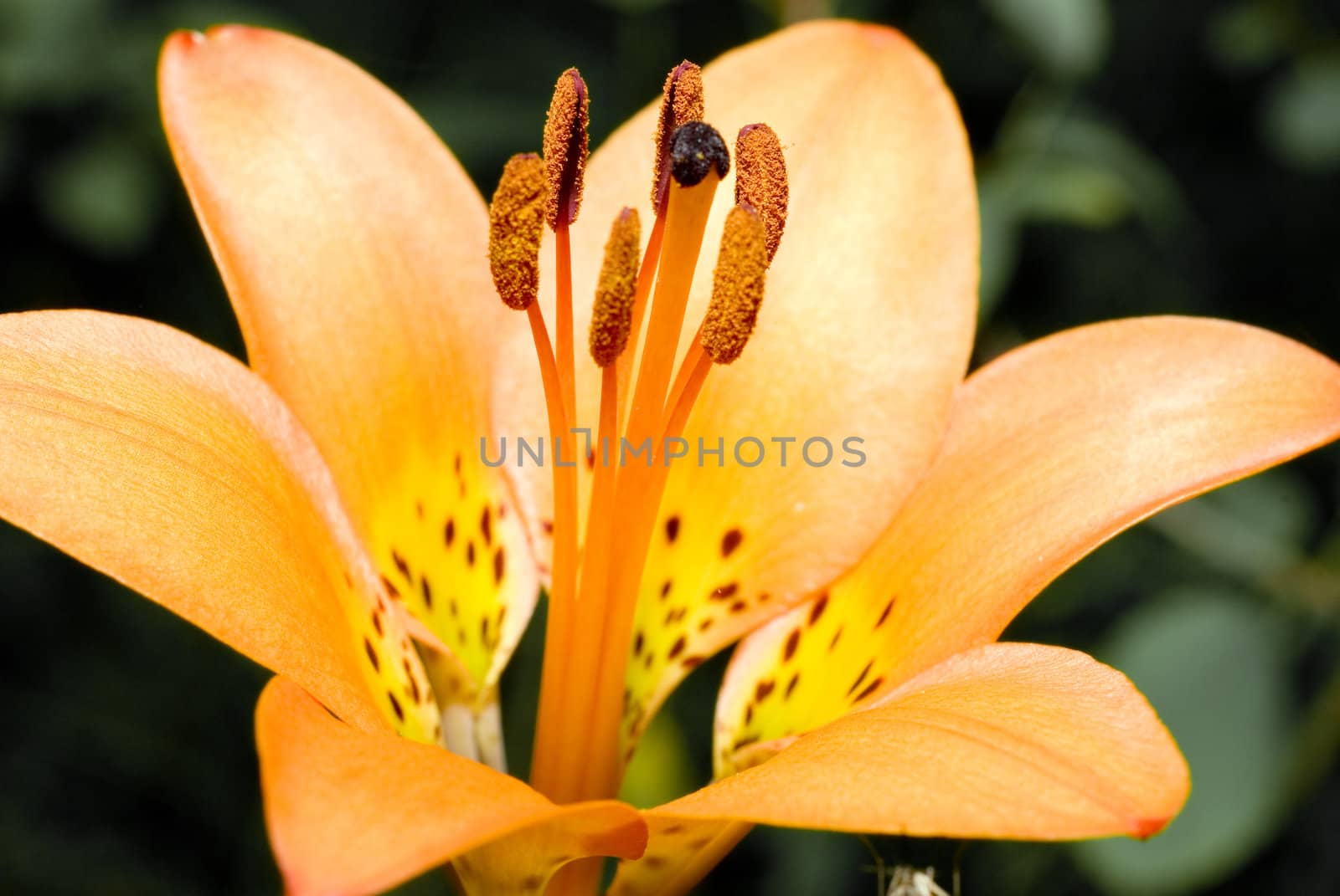 Macro view of an orange tiger lily flower