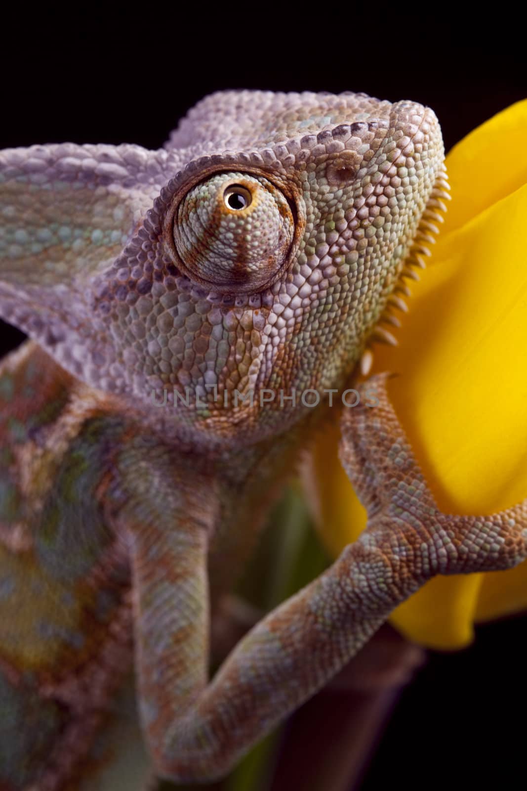 Beautiful big chameleon sitting on a tulip