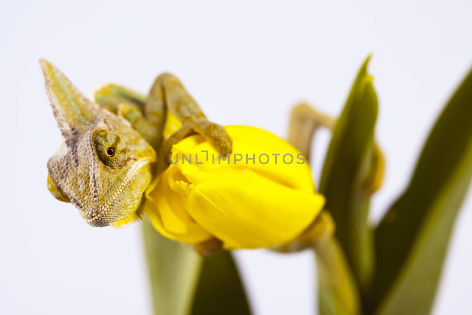 Beautiful big chameleon sitting on a tulip