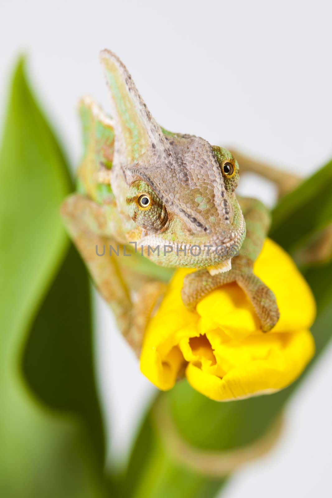 Beautiful big chameleon sitting on a tulip