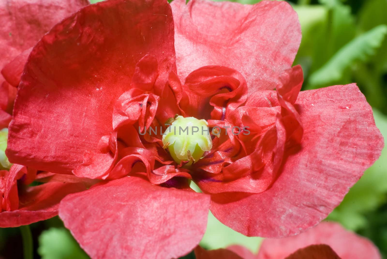 Macro view of a red poppy shot outside