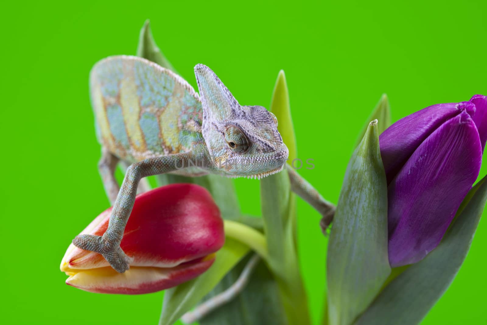 Beautiful big chameleon sitting on a tulip