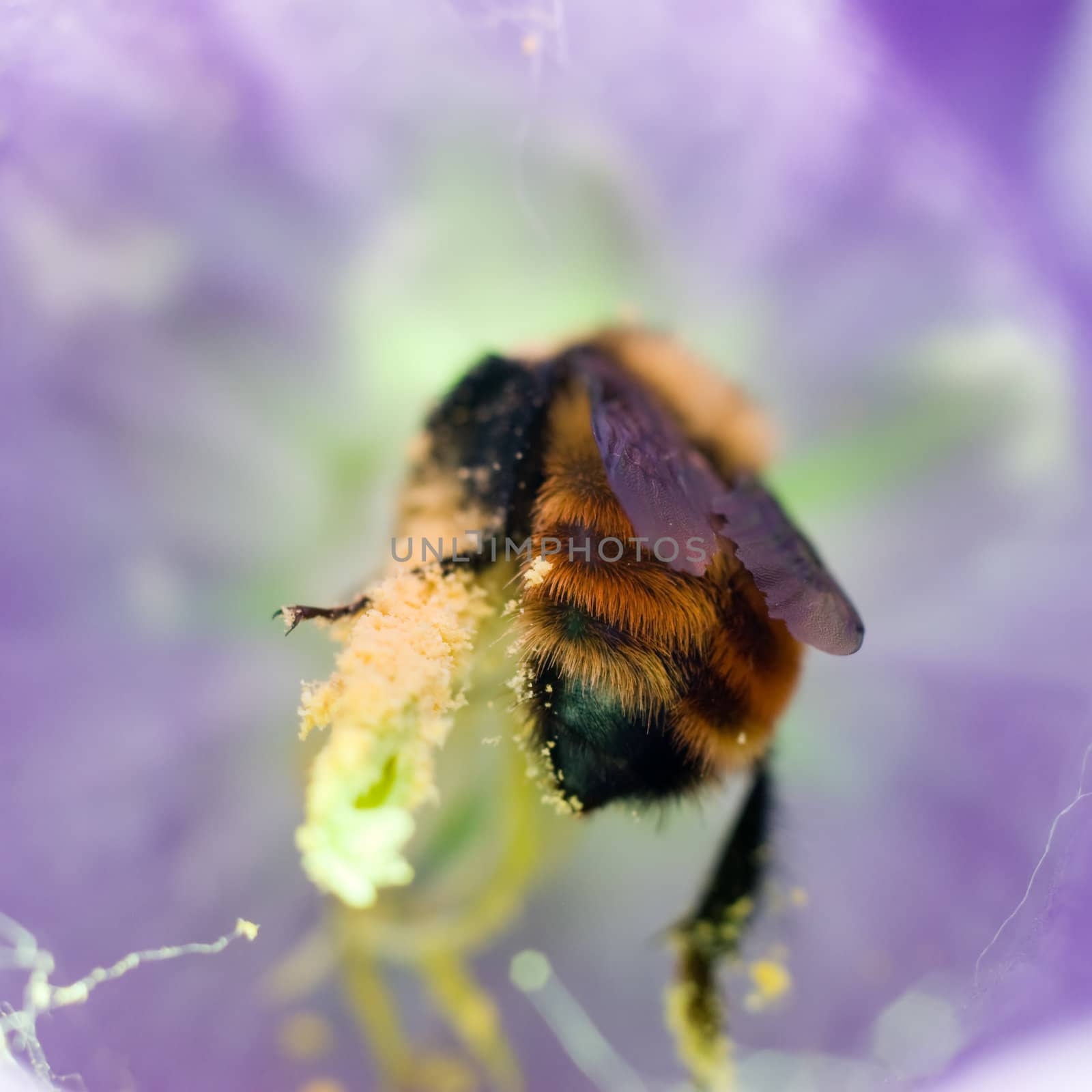 Bee Collecting Pollen by dragon_fang