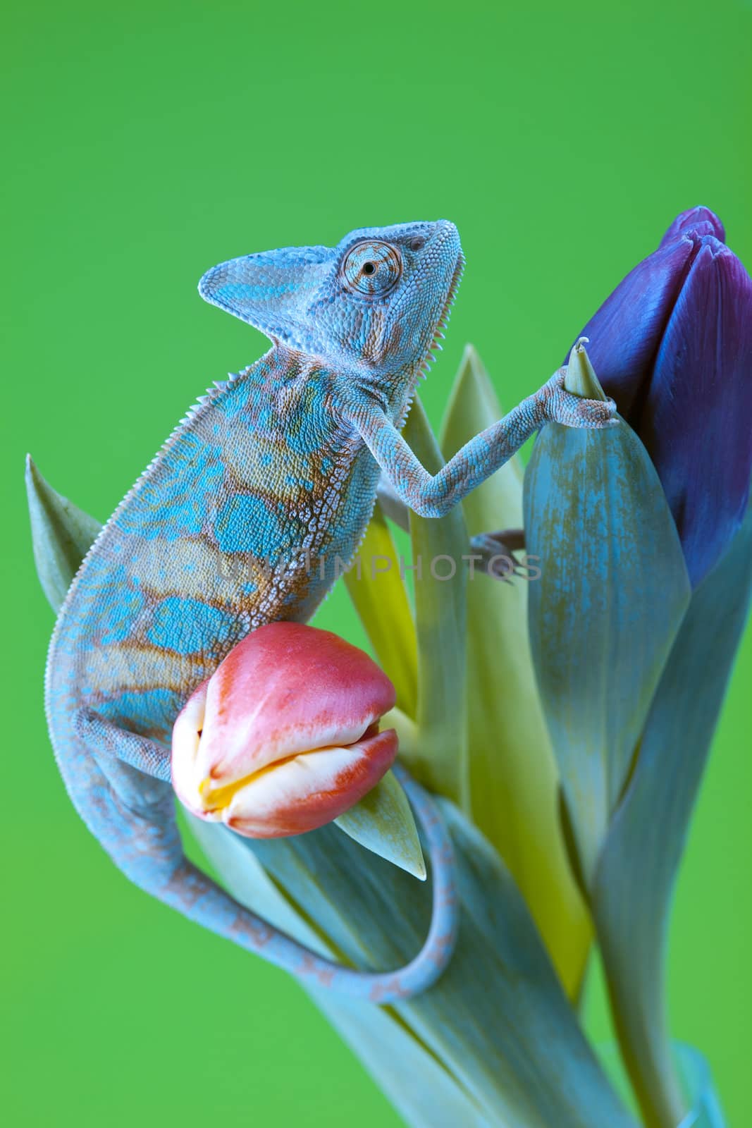 Beautiful big chameleon sitting on a tulip