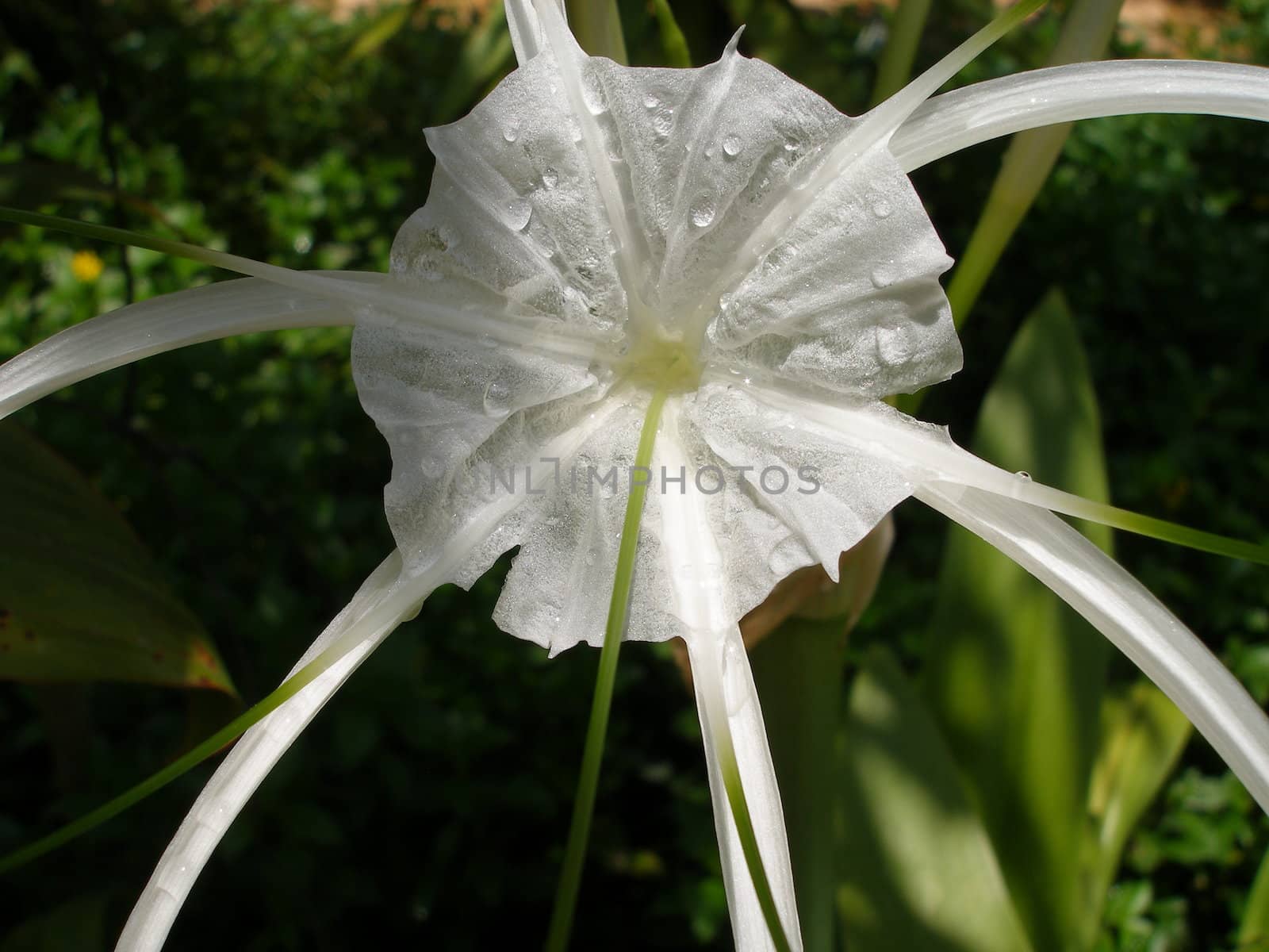 White wet, with water drops blooming flower.
