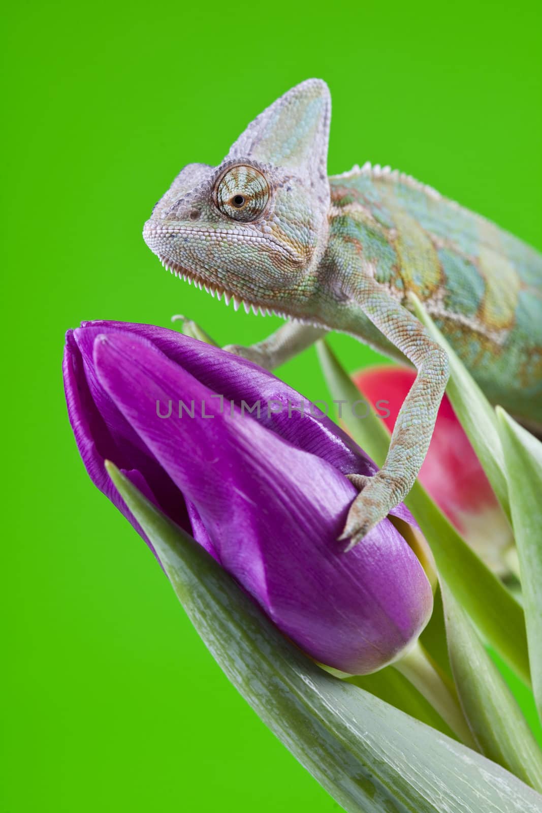 Beautiful big chameleon sitting on a tulip