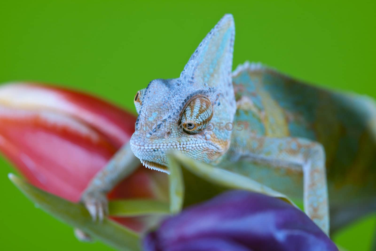 Beautiful big chameleon by shiffti