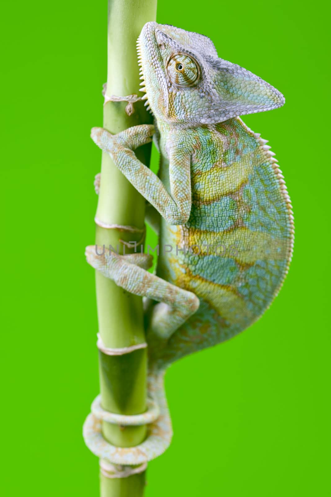 Beautiful big chameleon sitting on a bamboo