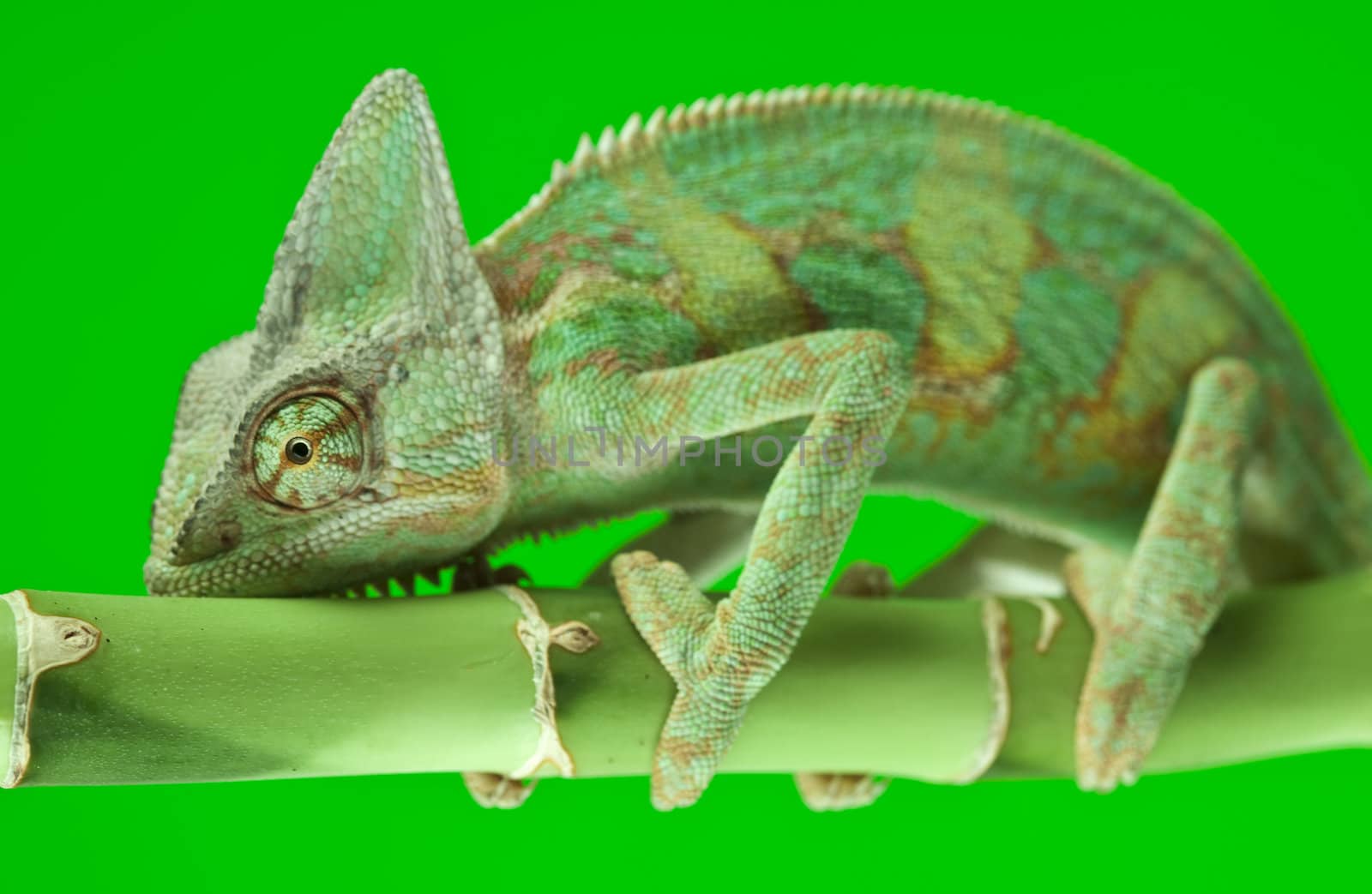 Beautiful big chameleon sitting on a bamboo