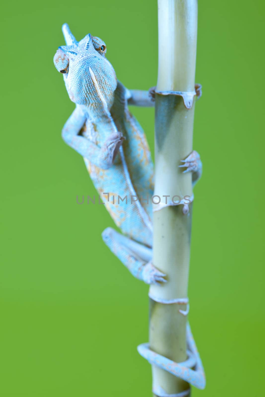 Beautiful big chameleon sitting on a bamboo