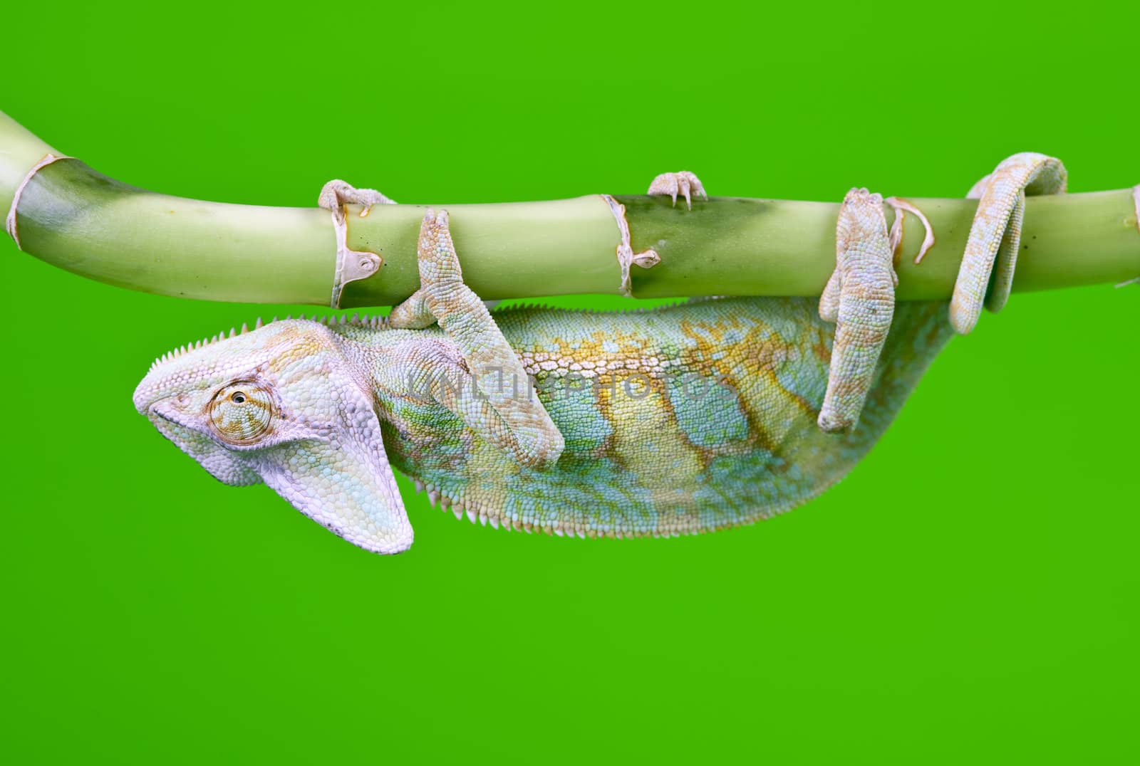 Beautiful big chameleon sitting on a bamboo