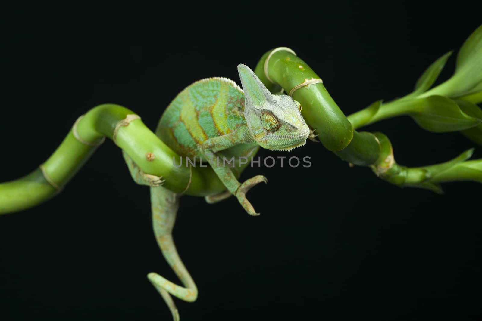 Beautiful big chameleon sitting on a bamboo