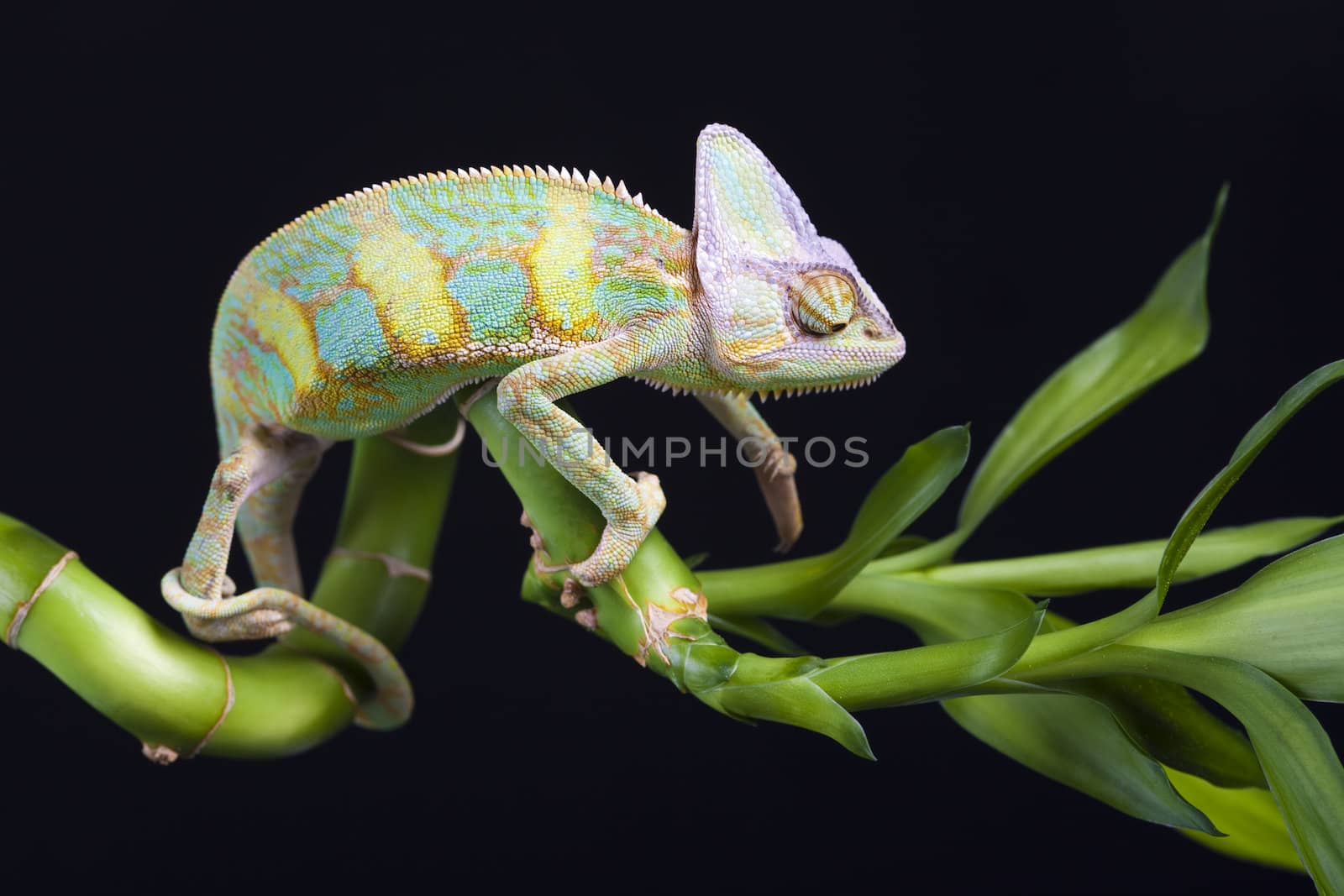 Beautiful chameleon by shiffti
