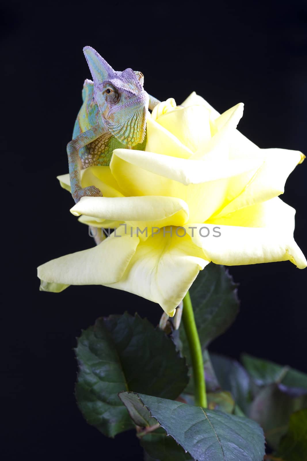 Beautiful big chameleon sitting on a rose