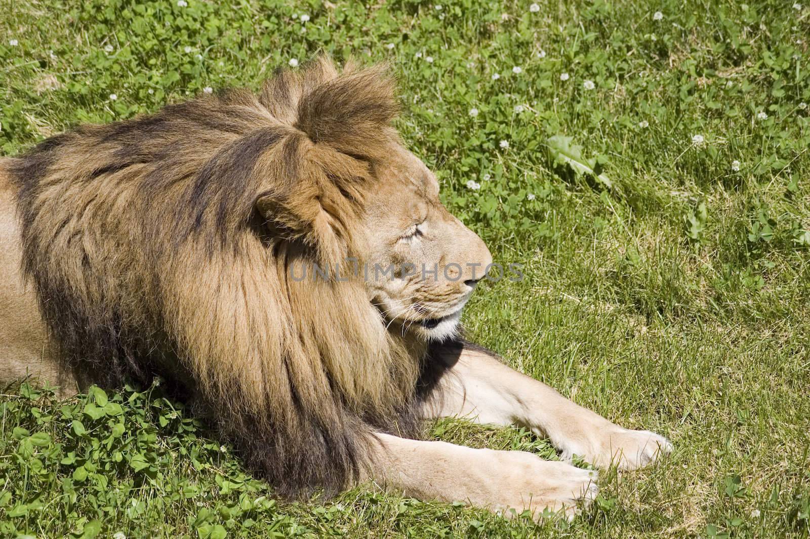 Close-up view of a lion sleeping in the grass