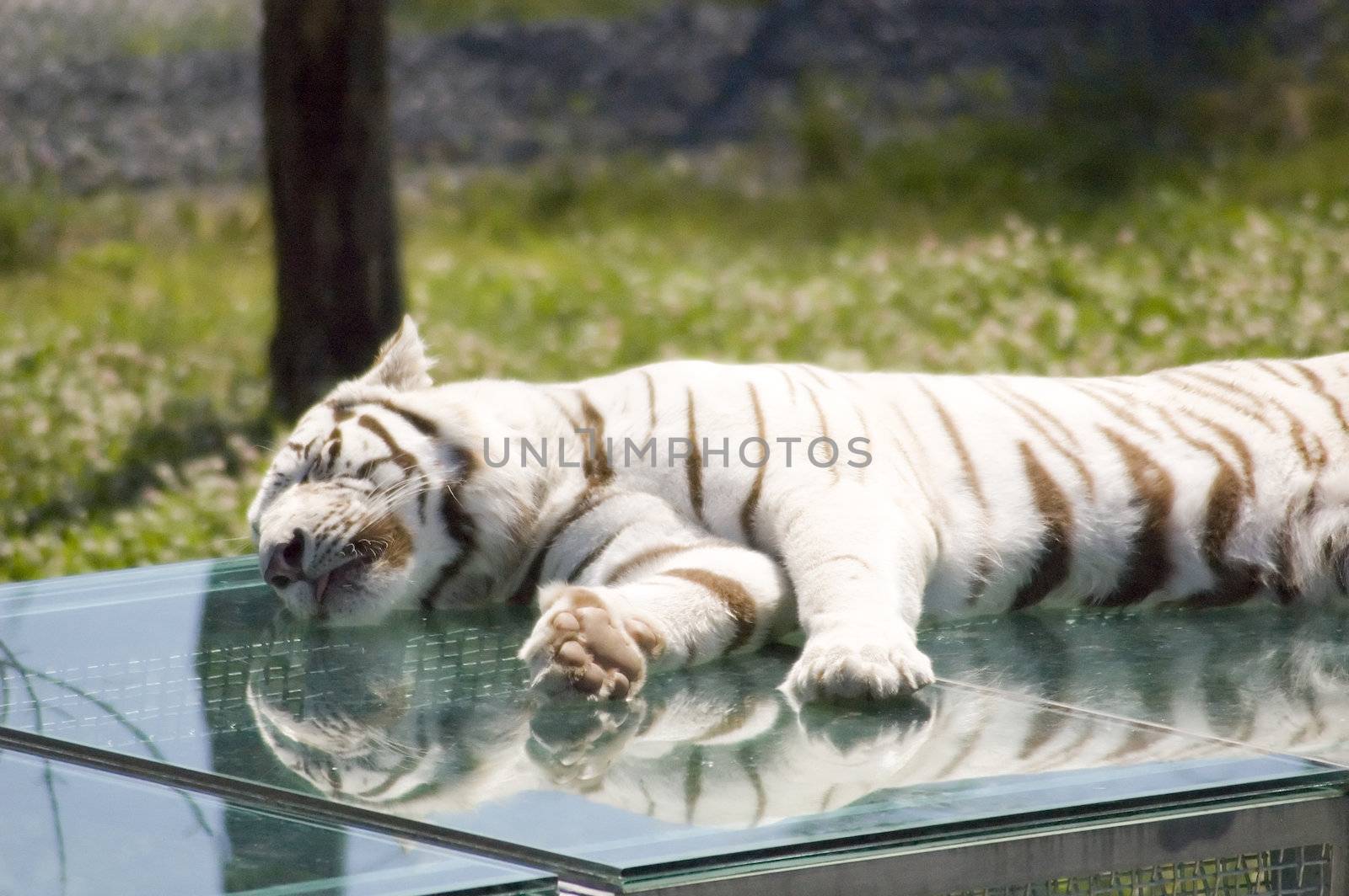a sibirien white tiger sleeping on his cage in a zoo