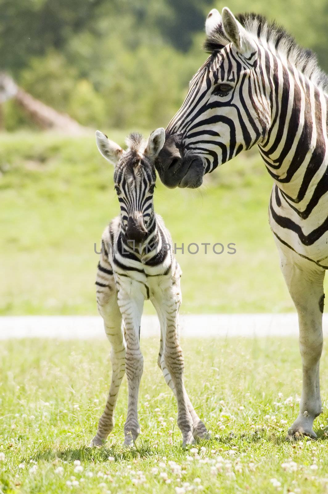 Zebra by vladikpod