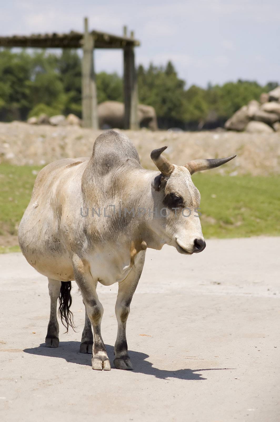 Close-up view of a zebu in the zoo