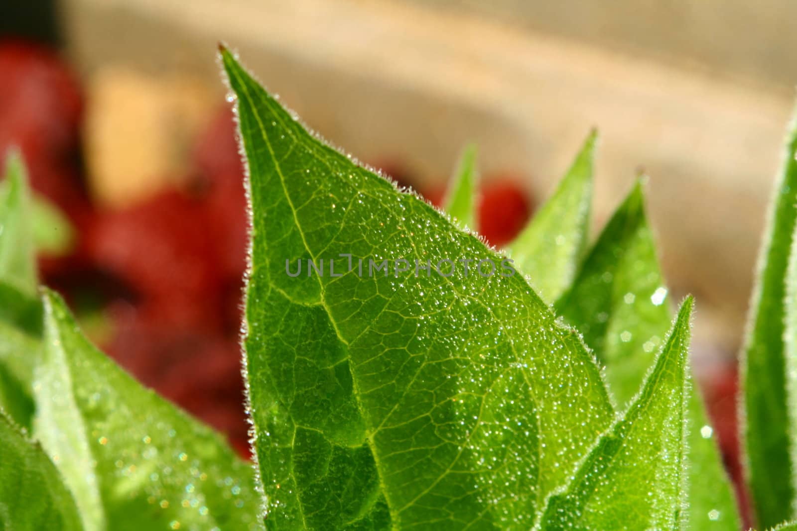 A close up of green leaves, wet with dew.